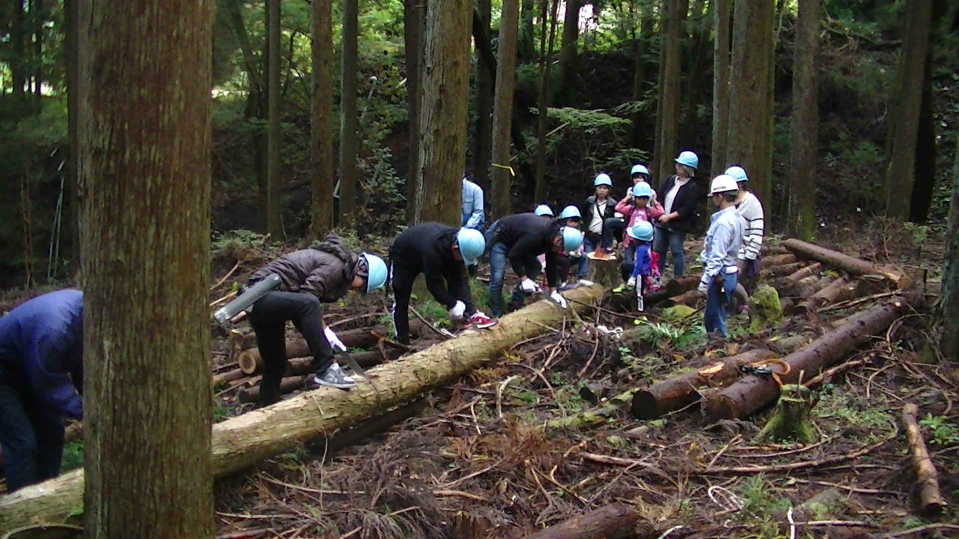 道志村水源林間伐ボランティアに参加しました