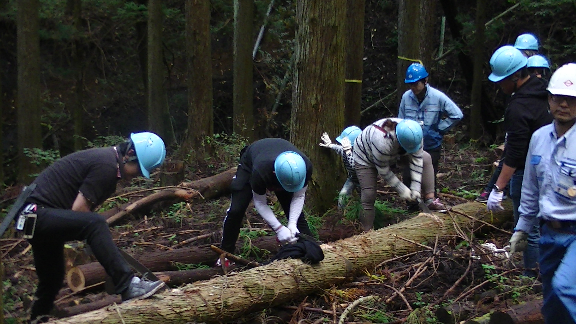 【環境貢献活動】道志村水源林間伐ボランティアに参加しました